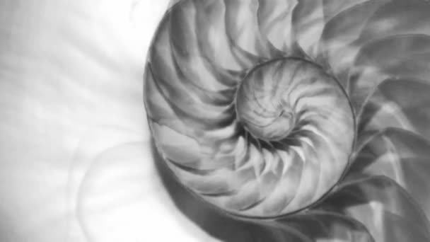 Shell Nautilus Pearl Fibonacci Sequence Symmetry Cross Section Spiral Shell — Vídeo de Stock