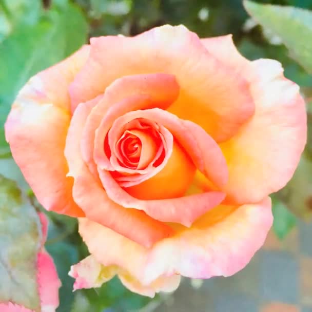 Трояндовий Отвір Закриття Анімаційної Петлі Персиковий Рожевий Стоковий Знімок — стокове відео