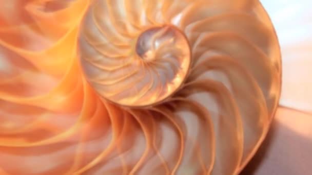 Раковина Nautilus Pearl Фибоначчи Последовательность Симметрии Поперечного Сечения Спираль Структуры — стоковое видео