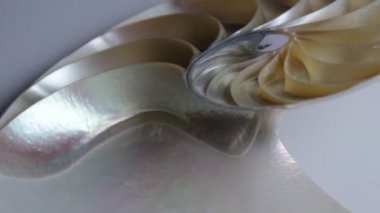 shell nautilus pearl Fibonacci sequence symmetry cross section spiral shell structure golden ratio background nature pattern mollusk shell (nautilus pompilius) copy space half split stock footage 
