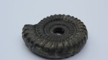 Amonit fosil stok video klibi dönen Fibonacci spiral altın oranı 