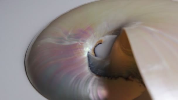 Nautilus Shell Fibonacci Video Klibi Altın Oran Sıralama Doğal Arkaplan — Stok video