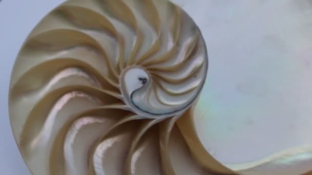 coquille nautilus perle Fibonacci séquence symétrie coupe transversale spirale structure de la coquille rapport d'or fond nature patron coquille de mollusque (nautilus pompilius) copier espace moitié split stock footage