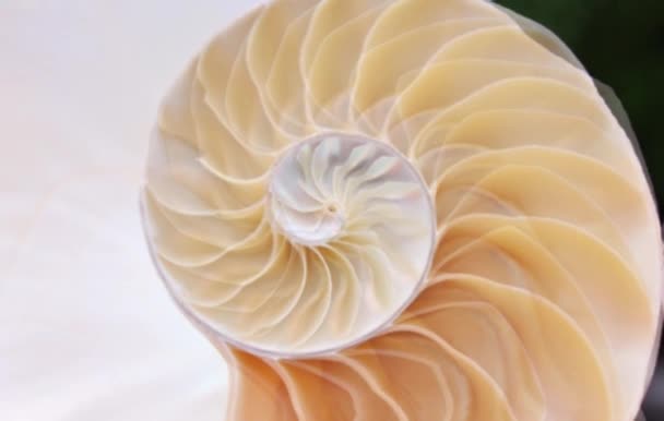 Nautilus shell stock Fibonacci séquence vidéo clip tournant nombre nombre nombre séquence fond naturel demi-tranche section