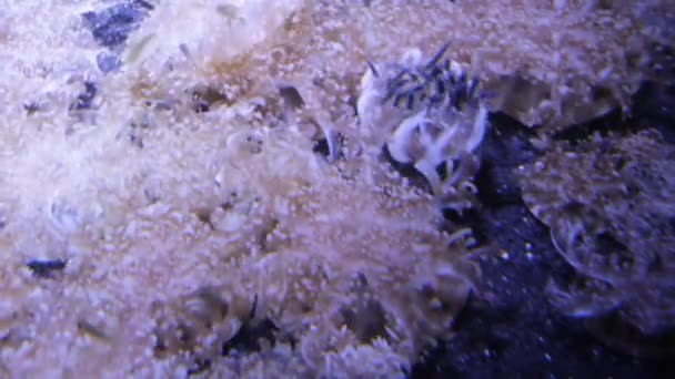 逆さまのクラゲが水中ビデオ映像を動かし — ストック動画