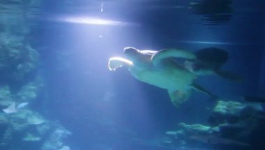 Yeşil deniz kaplumbağası (Chelonia mydas), yeşil kaplumbağa, siyah (deniz) kaplumbağa ya da Pasifik yeşil kaplumbağası olarak da bilinir.