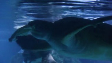 Yeşil deniz kaplumbağası (Chelonia mydas), yeşil kaplumbağa, siyah (deniz) kaplumbağa ya da Pasifik yeşil kaplumbağası olarak da bilinir.