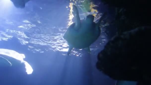 Grüne Meeresschildkröte Chelonia Mydas Auch Bekannt Als Grüne Schildkröte Schwarze — Stockvideo