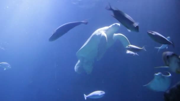 Grön Havssköldpadda Chelonia Mydas Även Känd Som Grön Sköldpadda Svart — Stockvideo