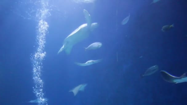 Zöld Tengeri Teknős Chelonia Mydas Más Néven Zöld Teknős Fekete — Stock videók