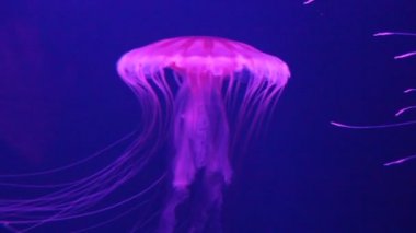 Japon deniz ısırganı (