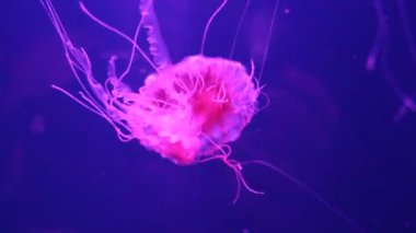 Japon deniz ısırganı (