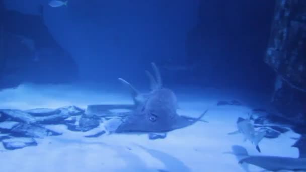 Bowmouth Guitarfish Swims Underwater Aquarium Stingrays — стоковое видео