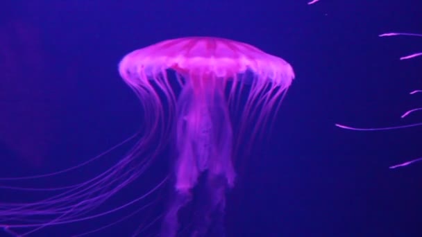 Jellyfish Japanese Sea Nettle Swim Swimming Underwater Also Know Northern — Stock Video