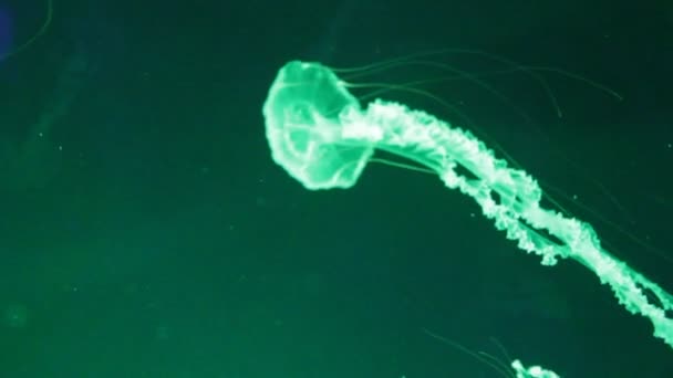 水母日本水母日本水母在水下游泳 也被称为 北水母 太平洋水母 Chrysaora Melanaster 或褐色水母 Brown Jellyfish 是一种原产于北太平洋鱼群视频的水母 — 图库视频影像