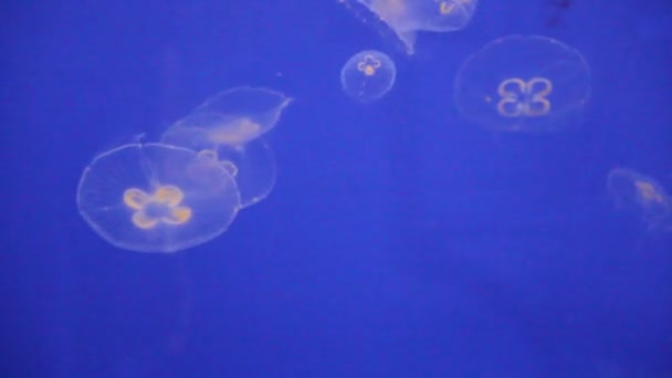 Medusas Luna Bioluminiscencia Bio Fluorescente Bajo Las Luces Azules Luna — Vídeos de Stock