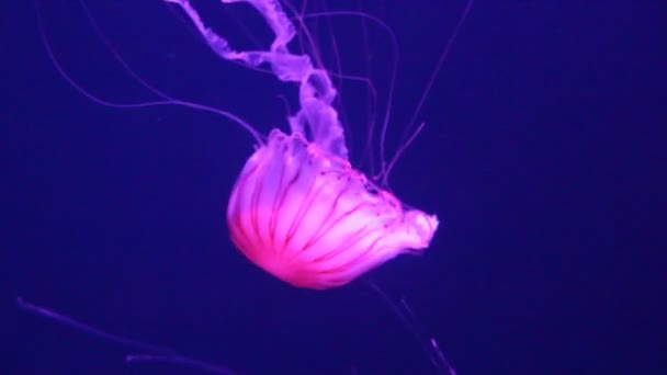 Medusas Ortiga Marina Japonesa Nadando Bajo Agua También Conocida Como — Vídeos de Stock