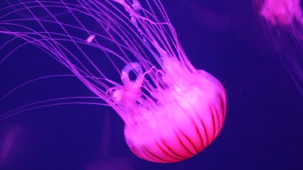 Quallen Japanische Seenessel Schwimmt Unter Wasser Auch Bekannt Als Nördliche — Stockvideo