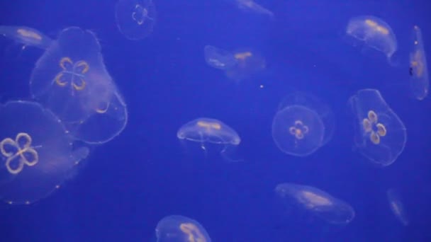 Jellyfish Moon Bioluminescence Bio Fluorescent Blue Lights Moon Jellyfish Variety — Stock Video