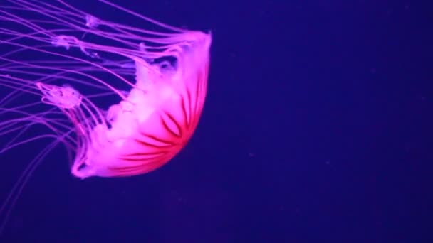 Medusas Ortiga Marina Japonesa Nadando Bajo Agua También Conocida Como — Vídeos de Stock