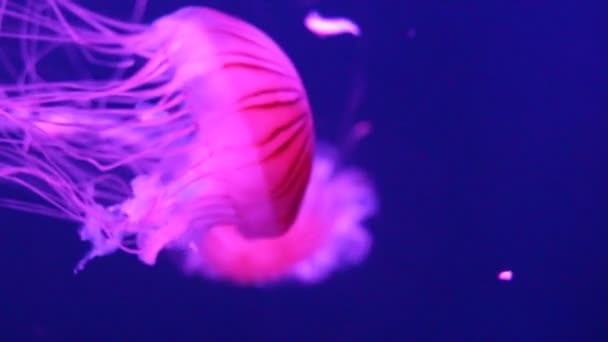 Quallen Japanische Seenessel Schwimmt Unter Wasser Auch Bekannt Als Nördliche — Stockvideo