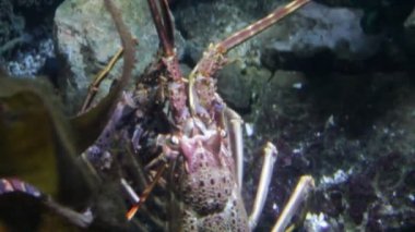 Istakoz Avrupalı dikenli palinurus elephas çift canlı su altı stok, görüntü, video, klip, 