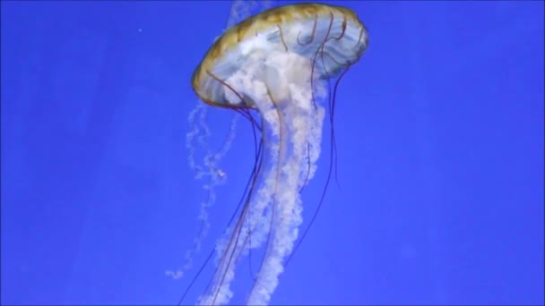 Quallen Japanische Seenessel Schwimmt Unter Wasser Auch Bekannt Als Nördliche — Stockvideo