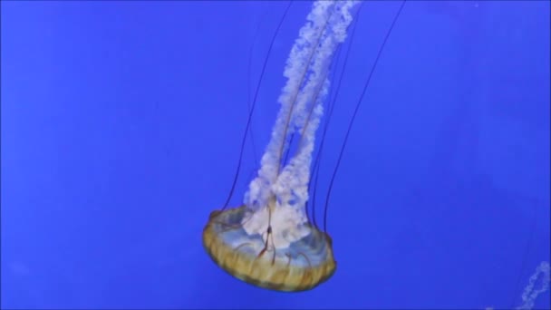 Meduza Japońska Pokrzywa Morska Pływająca Pod Wodą Znana Również Jako — Wideo stockowe