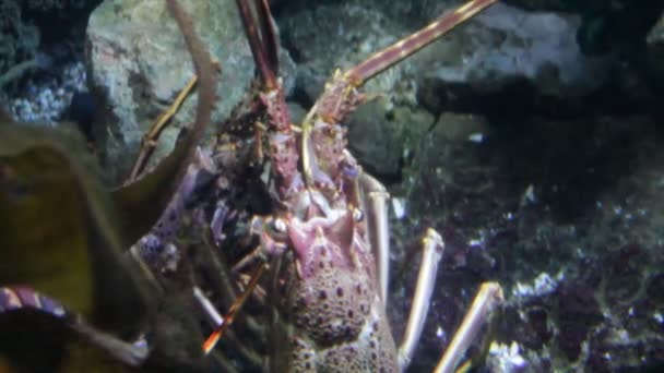 Lobster European Spiny Palinurus Elephas Pair Alive Underwater Water Stock — Stock Video