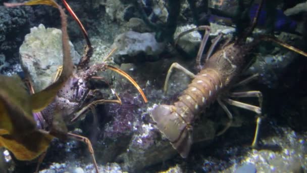Lobster European Spiny Palinurus Elephas Pair Alive Underwater Stock Footage — стоковое видео