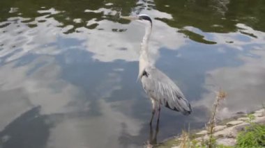 Balıkçıl gri kuş su deposu, çekim, video, klip, film, 