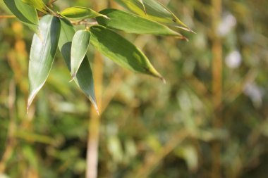 Yeşil yaprakları ve tropik dalları olan bambu arkaplan kopya alanı ile çözülmüş. 
