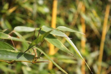 Yeşil yaprakları ve tropik dalları olan bambu arkaplan kopya alanı ile çözülmüş. 
