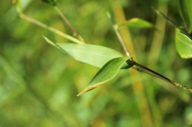Yeşil yaprakları ve tropik dalları olan bambu arkaplan kopya alanı ile çözülmüş. 