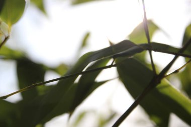 Yeşil yaprakları ve tropik dalları olan bambu arkaplan kopya alanı ile çözülmüş. 