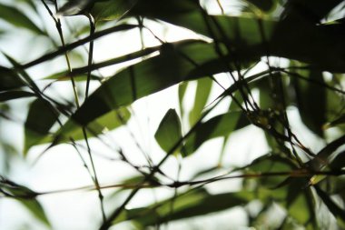 Yeşil yaprakları ve tropik dalları olan bambu arkaplan kopya alanı ile çözülmüş. 