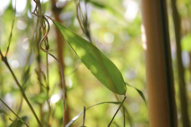 Yeşil yaprakları ve tropik dalları olan bambu arkaplan kopya alanı ile çözülmüş. 
