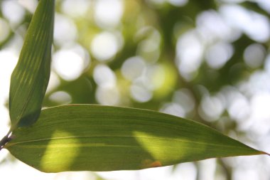 Yeşil yaprakları ve tropik dalları olan bambu arkaplan kopya alanı ile çözülmüş. 