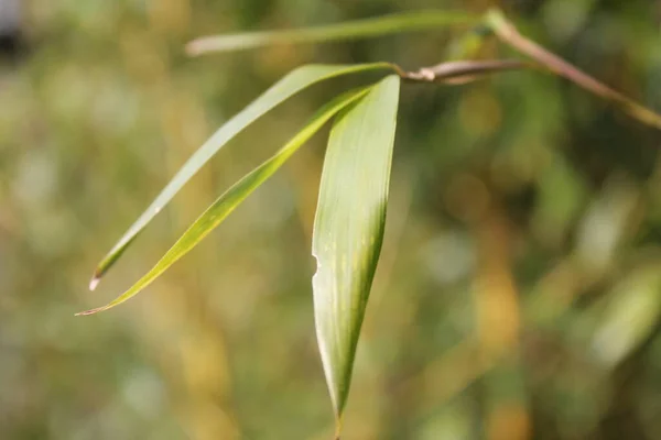 Fondo Bambú Con Hojas Verdes Ramas Tropicales Desenfocadas Detrás Con — Foto de Stock