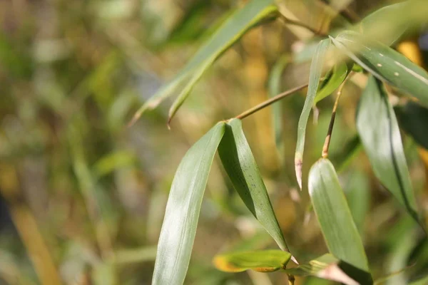 Bambusové Pozadí Zelenými Listy Tropickými Větvemi Rozostřené Vzadu Kopírovacím Prostorem — Stock fotografie