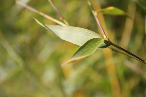 Bambus Hintergrund Mit Grünen Blättern Und Tropischen Zweigen Defokussiert Hinter — Stockfoto