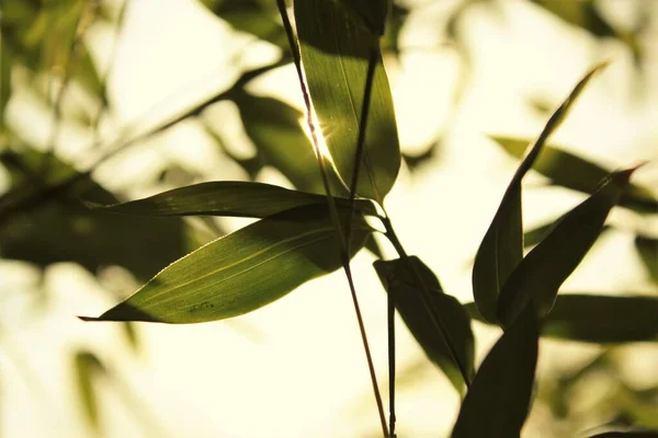 Fond Bambou Avec Feuilles Vertes Branches Tropicales Déconcentrées Derrière Avec — Photo
