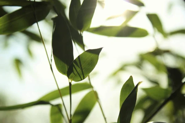 Fond Bambou Avec Feuilles Vertes Branches Tropicales Déconcentrées Derrière Avec — Photo