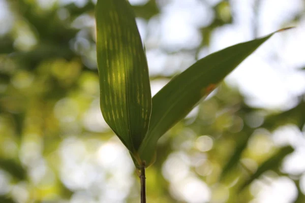 Fundo Bambu Com Folhas Verdes Ramos Tropicais Desfocados Atrás Com — Fotografia de Stock