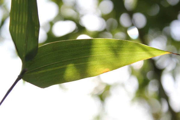 Fundo Bambu Com Folhas Verdes Ramos Tropicais Desfocados Atrás Com — Fotografia de Stock