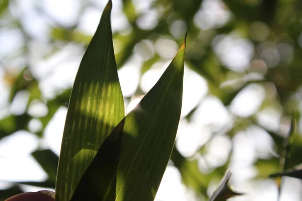 Yeşil Yaprakları Tropik Dalları Olan Bambu Arkaplan Kopya Alanı Ile — Stok fotoğraf