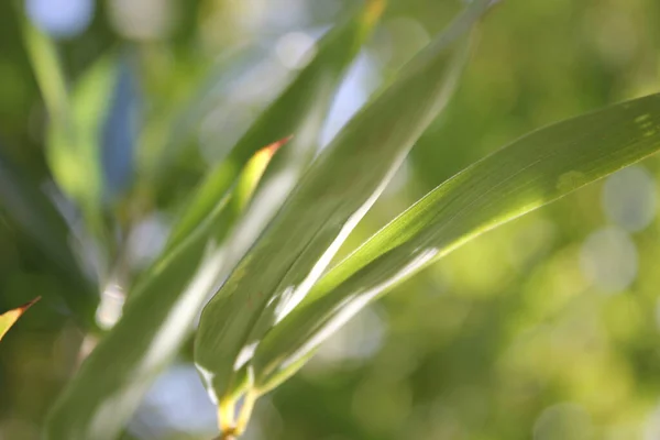 Bambusové Pozadí Zelenými Listy Tropickými Větvemi Rozostřené Vzadu Kopírovacím Prostorem — Stock fotografie