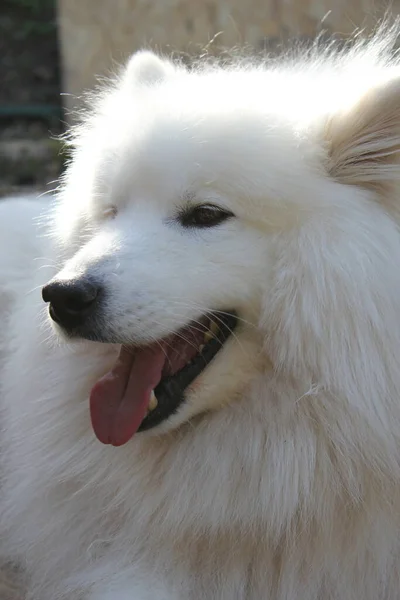 Samoyed Bianco Soffice Cane Testa Foto Samoyed Chiamato Anche Sorridente — Foto Stock