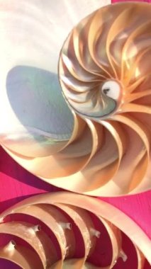 shell nautilus pearl Fibonacci sequence symmetry cross section spiral shell structure golden ratio background nature pattern mollusk shell (nautilus pompilius) copy space half split stock footage