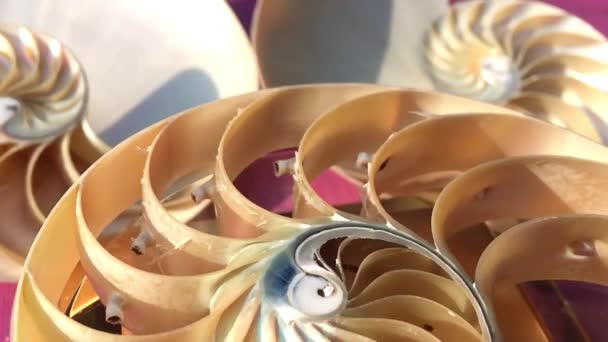 nautilus shell symétrie Fibonacci golden ratio séquence numéro stock vidéo
